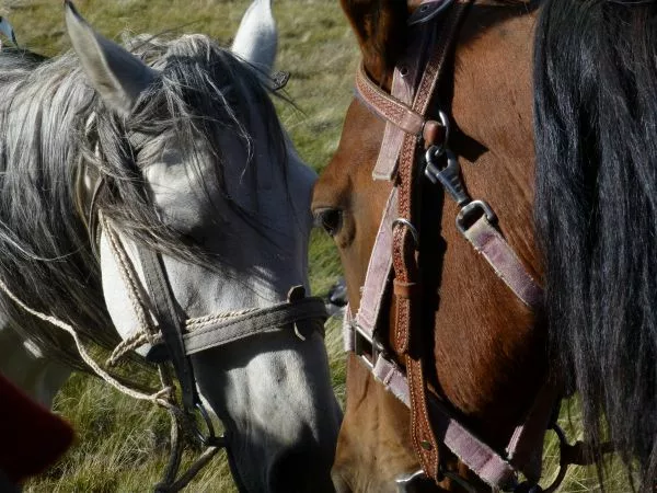 Pferdetrekking in Kirgistan – Pferde und Ausrüstung
