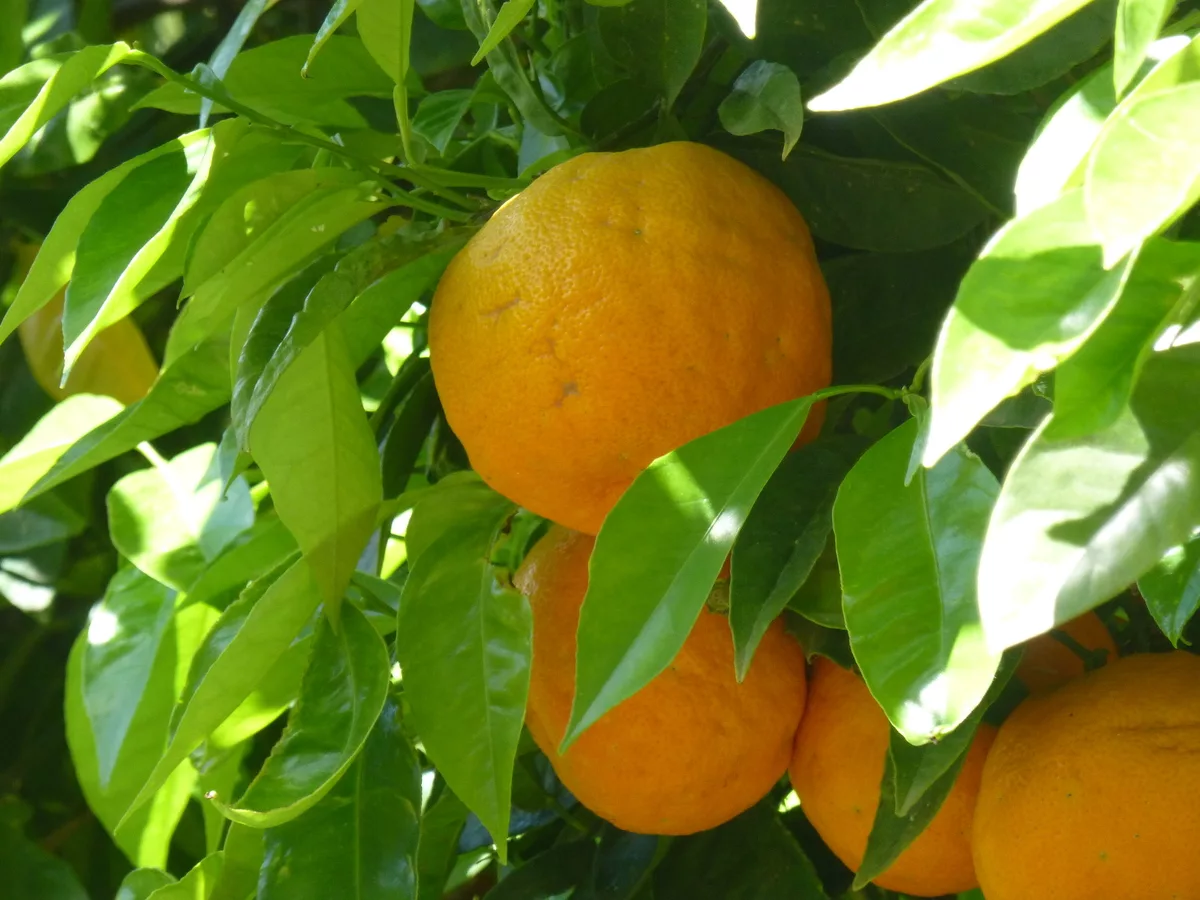 Ultratrail Mallorca – der Laufbericht vom UMSDT