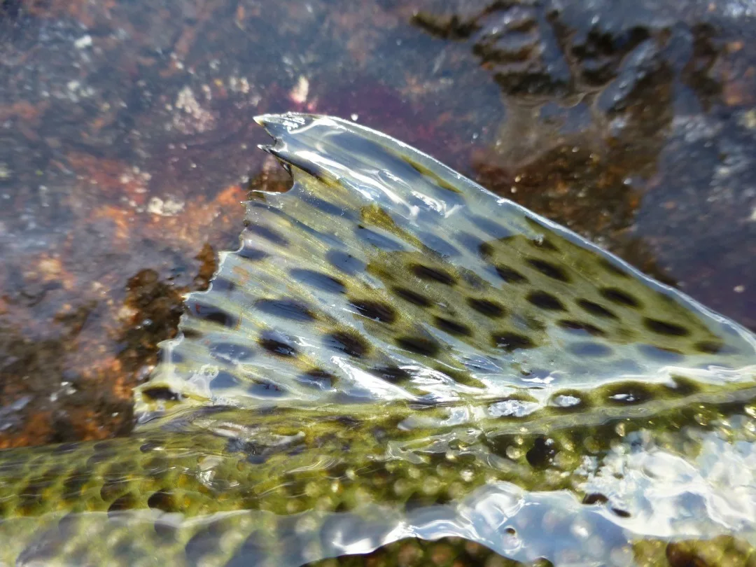 Lappland – der Sommer 2014 im Fjäll — Teil I