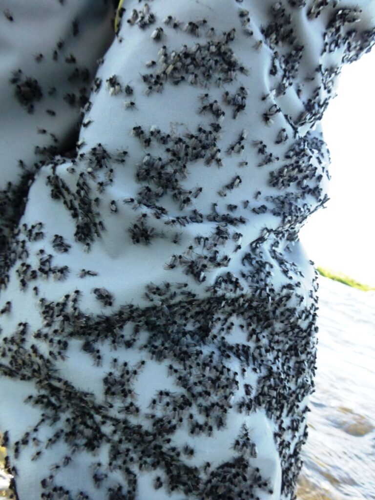 Hunderte kleine Fliegen auf der Wathose Hunderte kleine Fliegen auf der Wathose