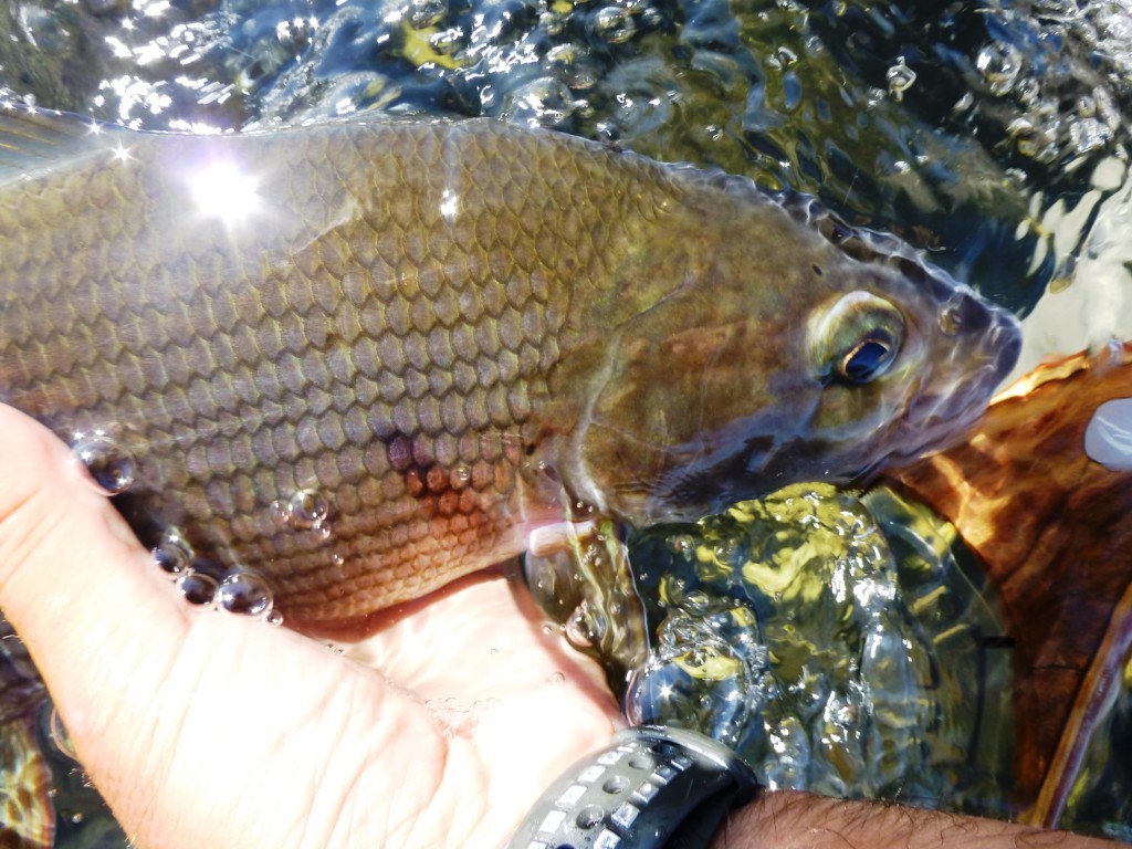 Kaitum Äsche Kaitum Äsche