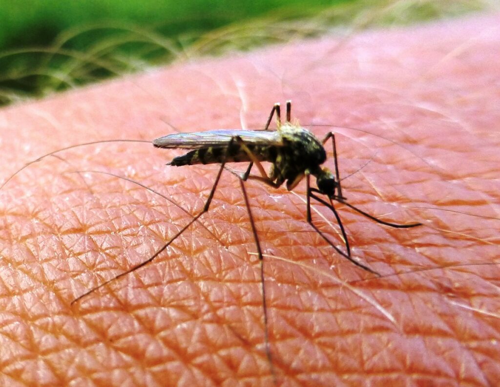 Treue Freunde P1050422