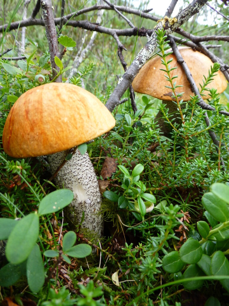 Frische Birkenröhrlinge P1050601