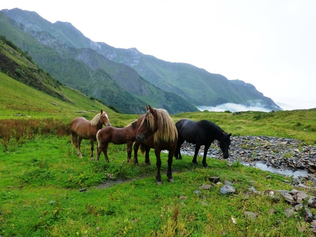 Comtois- und Mérens-Pferde über dem Val d'Estours