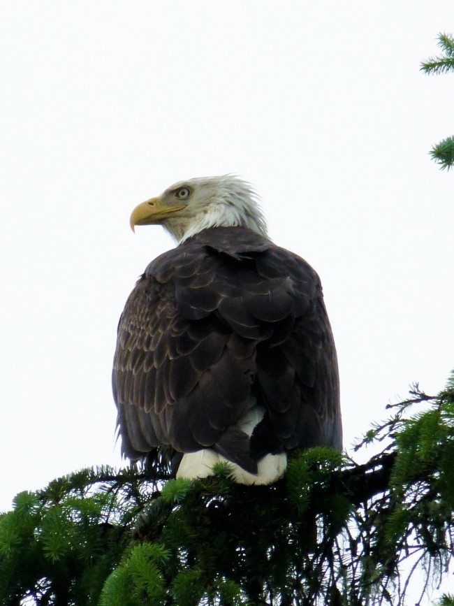 Bald Eagle in Town