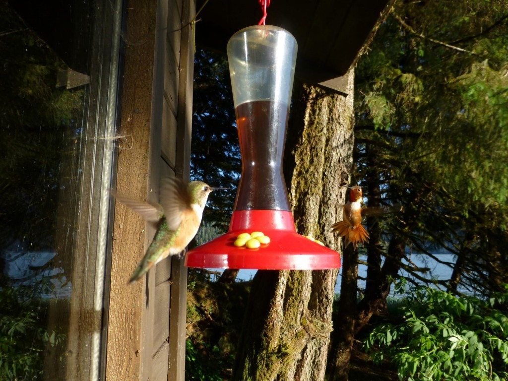 Rufous hummingbirds Rufous hummingbirds