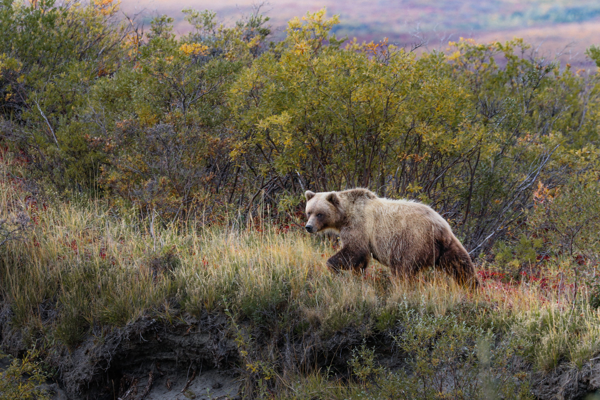 Noatak River Float im Herzen der Brooks Range hansmetzler.me
