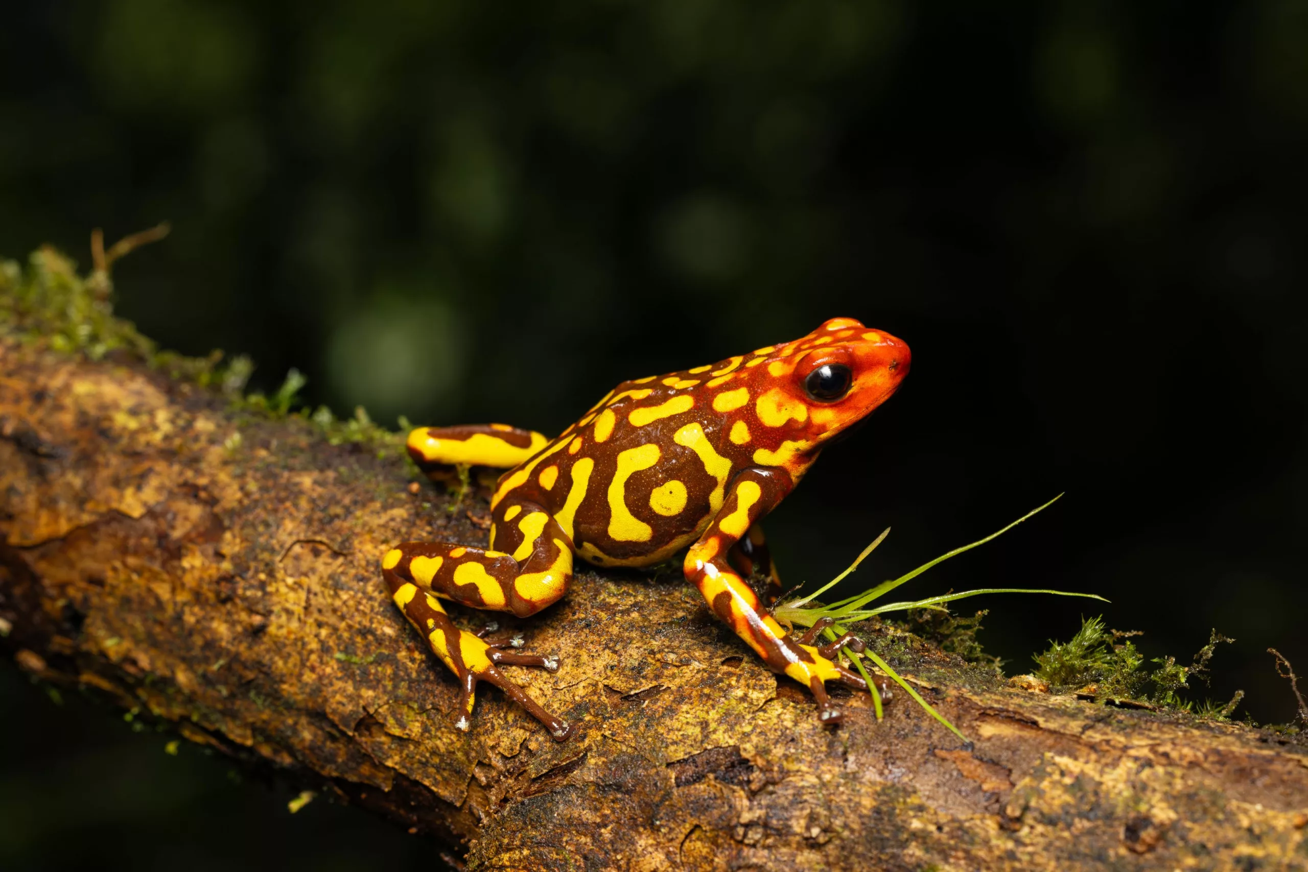 Colombia – Herping und Birding im artenreichsten Teil der Welt