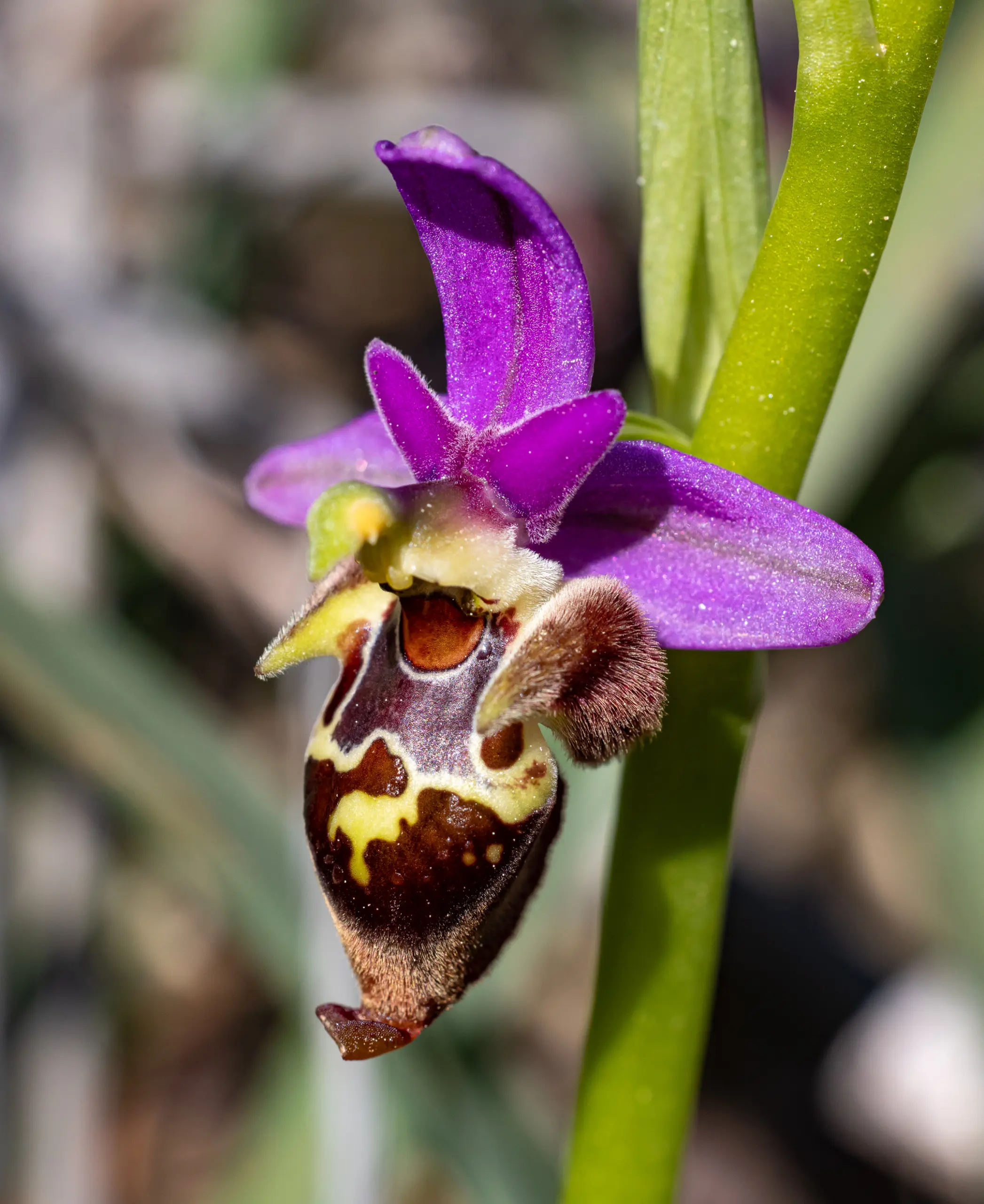 Ragwurz-Orchideen im Fokus – Ophrys vom Peloponnes und von Kreta